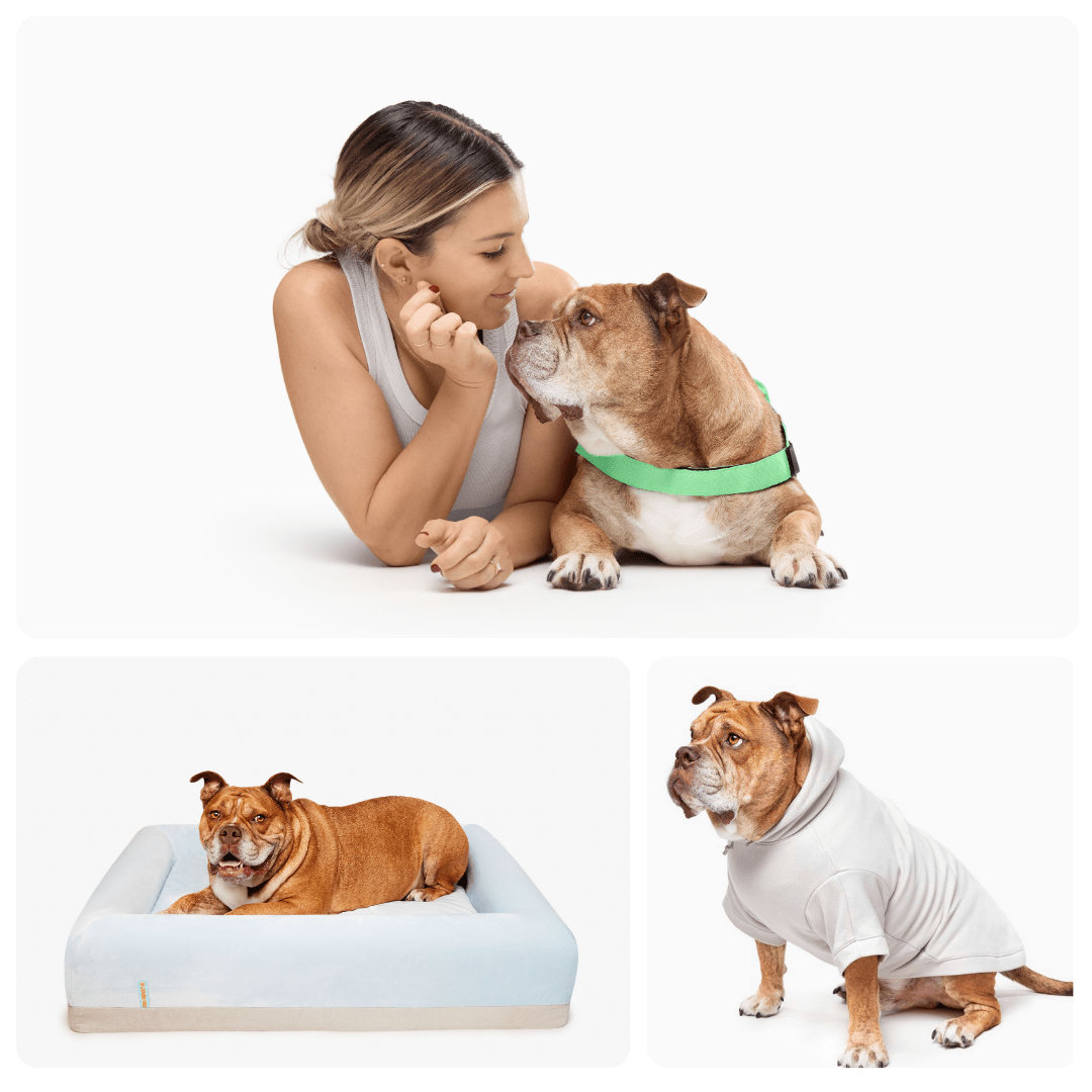 Dog Friendly Co Collage